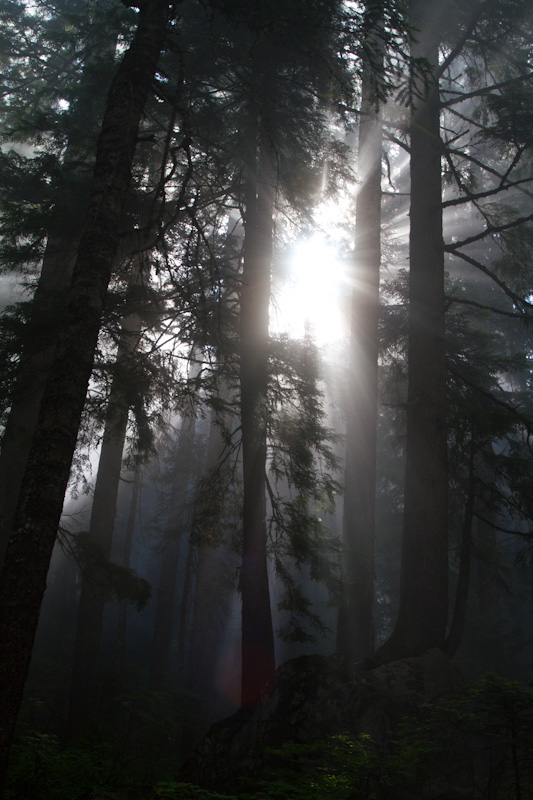 Sunlight Streaming Through Trees