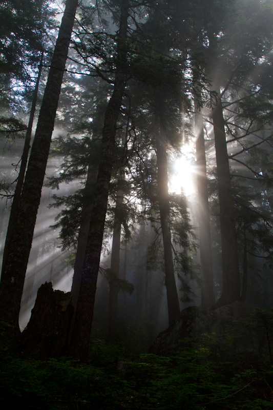 Sunlight Streaming Through Trees