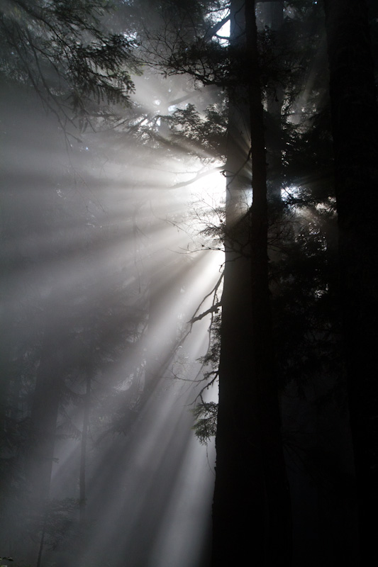 Sunlight Streaming Through Trees