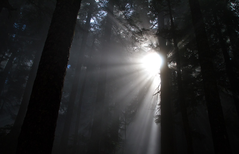 Sunlight Streaming Through Trees