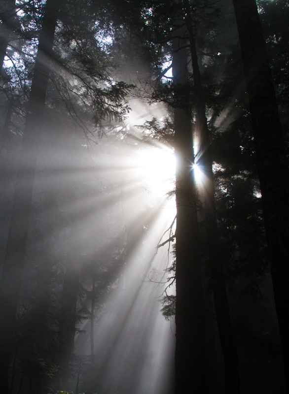 Sunlight Streaming Through Trees