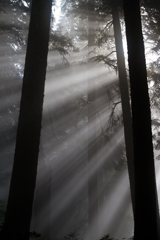 Sunlight Streaming Through Trees