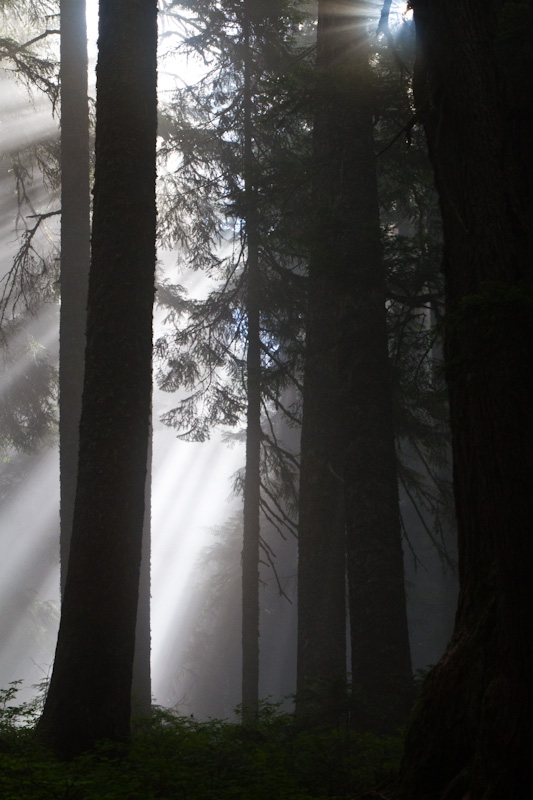 Sunlight Streaming Through Trees