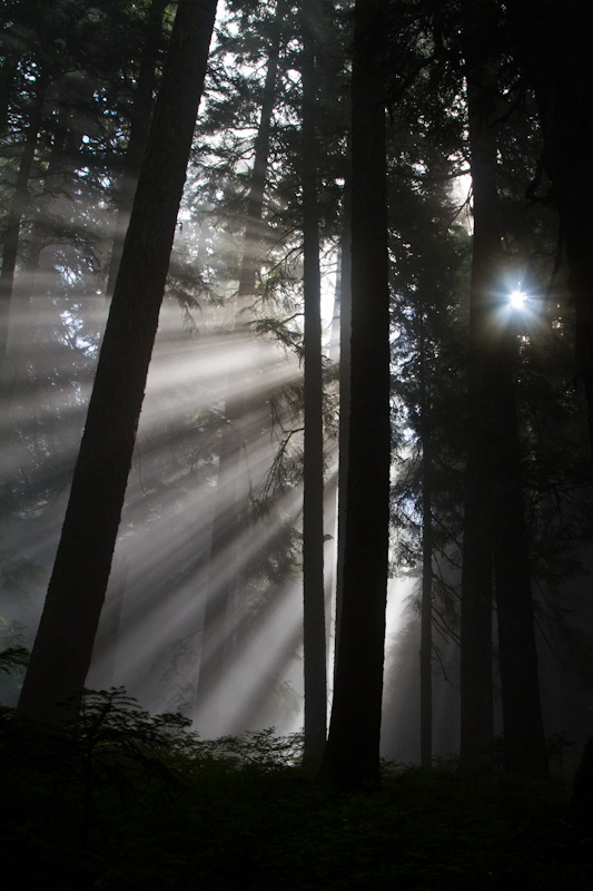 Sunlight Streaming Through Trees