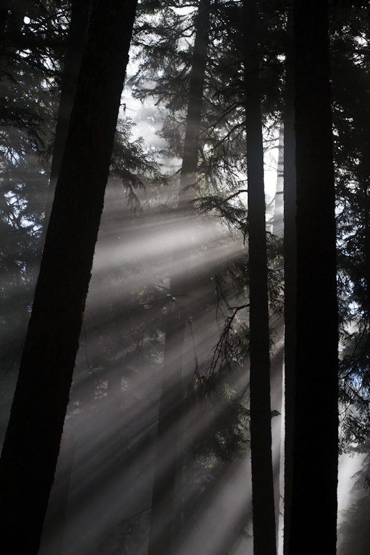 Sunlight Streaming Through Trees