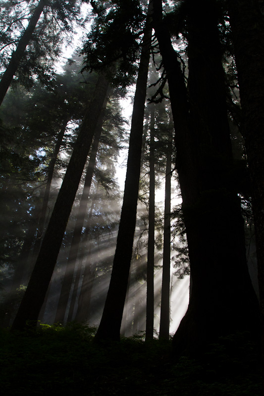 Sunlight Streaming Through Trees