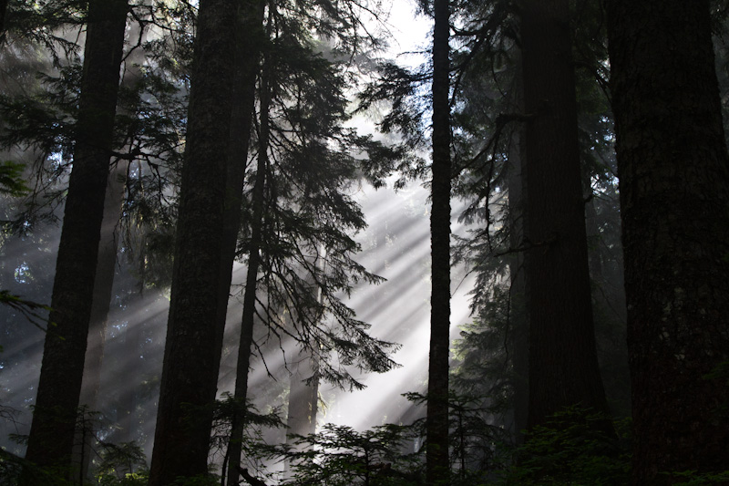 Sunlight Streaming Through Trees