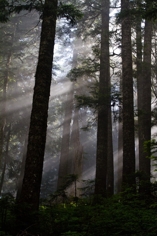 Sunlight Streaming Through Trees