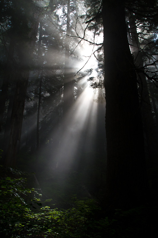 Sunlight Streaming Through Trees