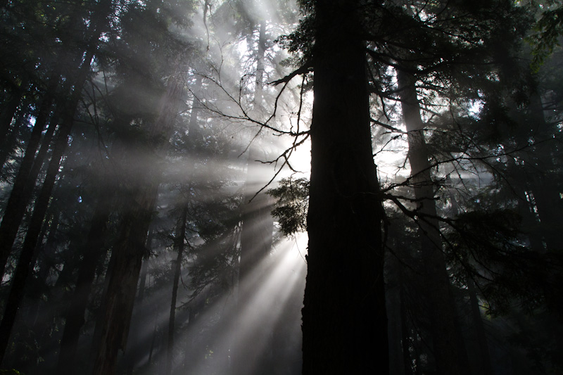 Sunlight Streaming Through Trees