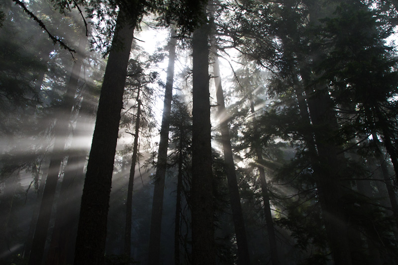 Sunlight Streaming Through Trees