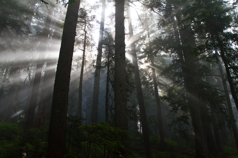 Sunlight Streaming Through Trees