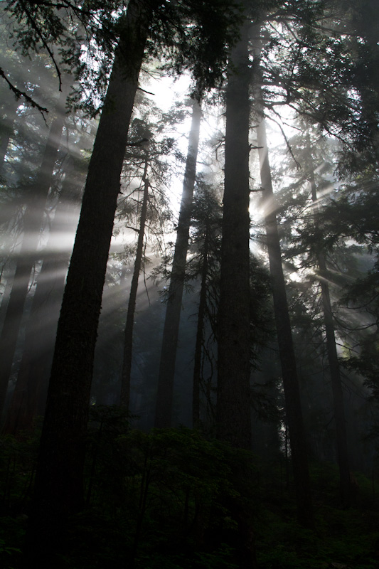 Sunlight Streaming Through Trees