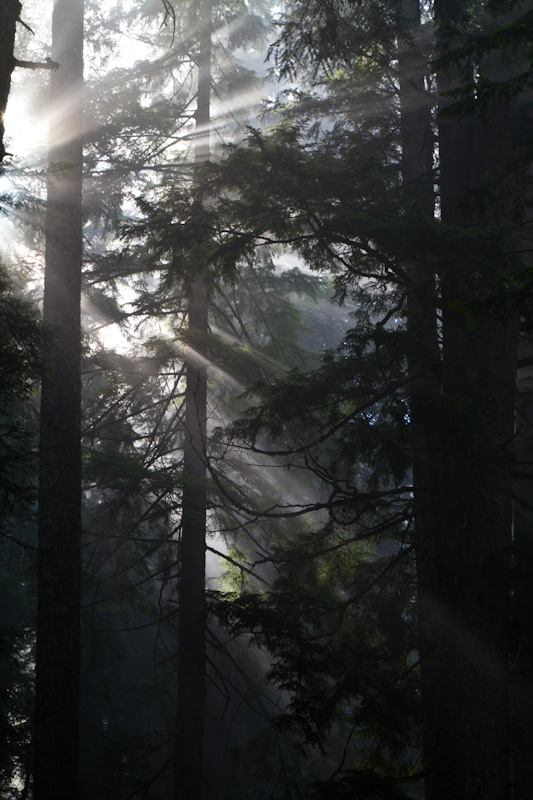 Sunlight Streaming Through Trees