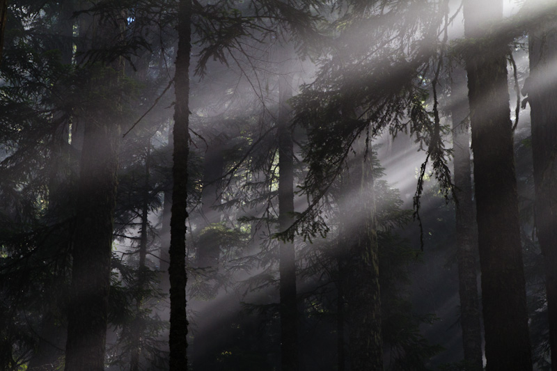 Sunlight Streaming Through Trees