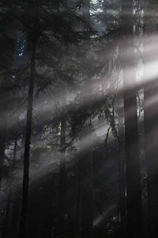 Sunlight Streaming Through Trees