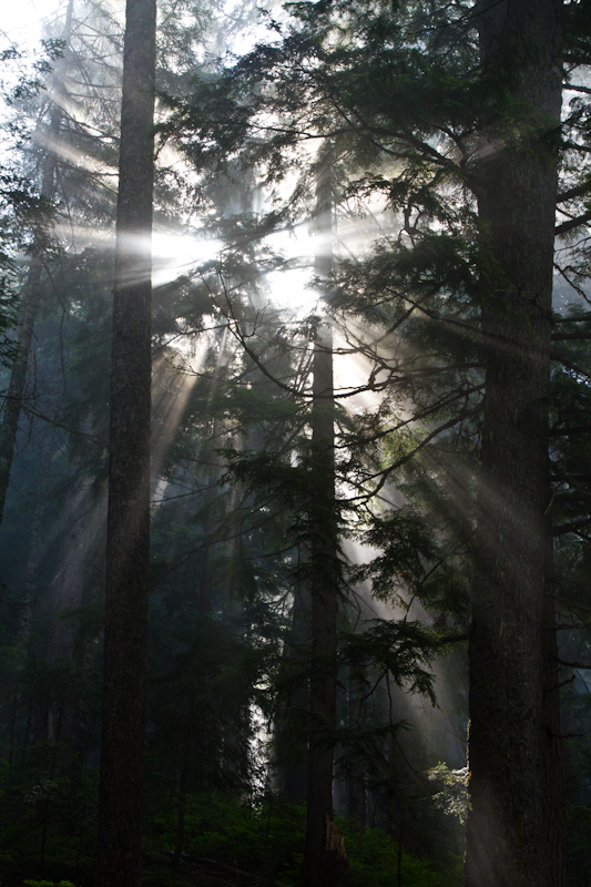 Sunlight Streaming Through Trees