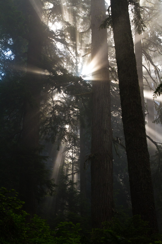 Sunlight Streaming Through Trees