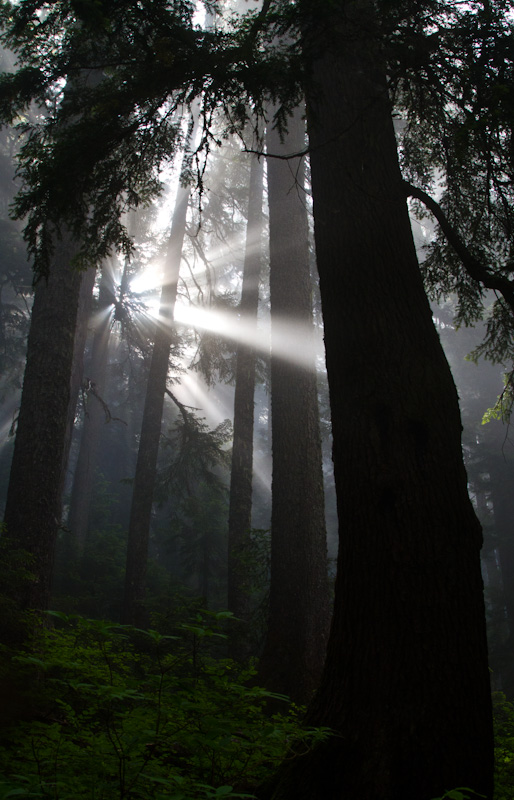 Sunlight Streaming Through Trees