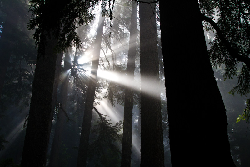 Sunlight Streaming Through Trees