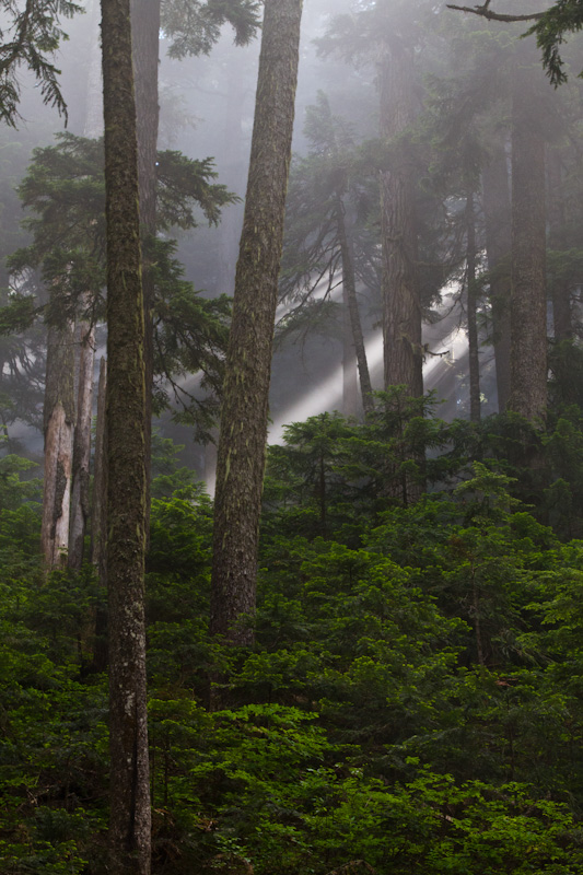 Sunlight Streaming Through Trees