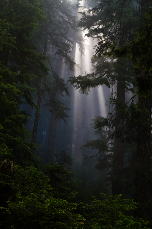 Sunlight Streaming Through Trees