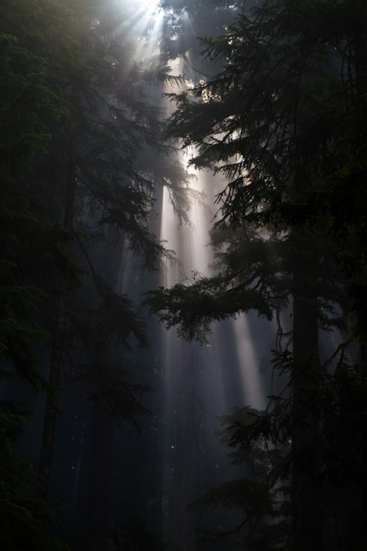 Sunlight Streaming Through Trees