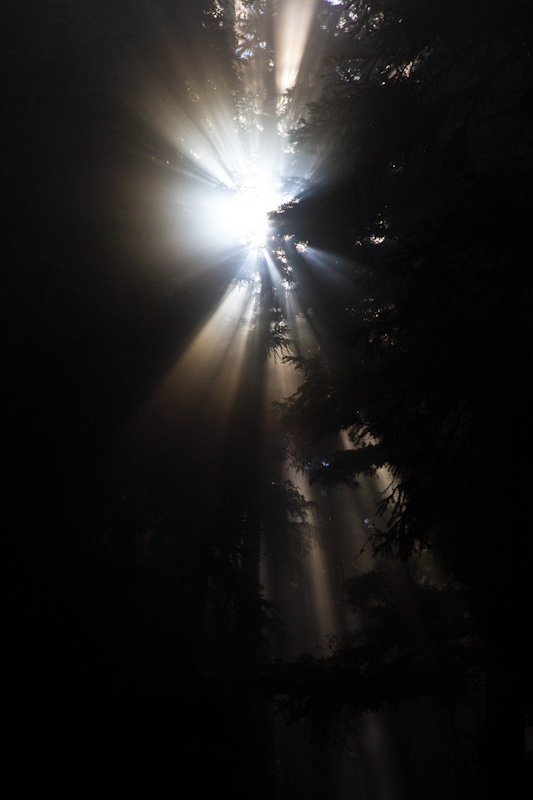 Sunlight Streaming Through Trees