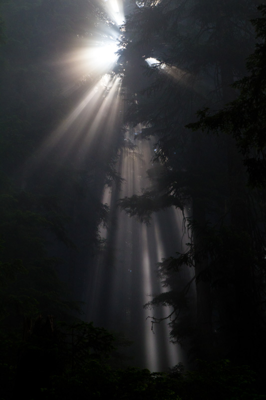 Sunlight Streaming Through Trees