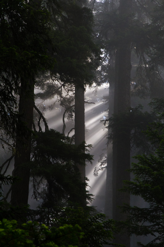 Sunlight Streaming Through Trees