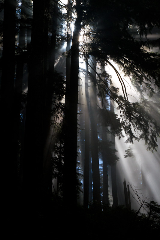 Sunlight Streaming Through Trees