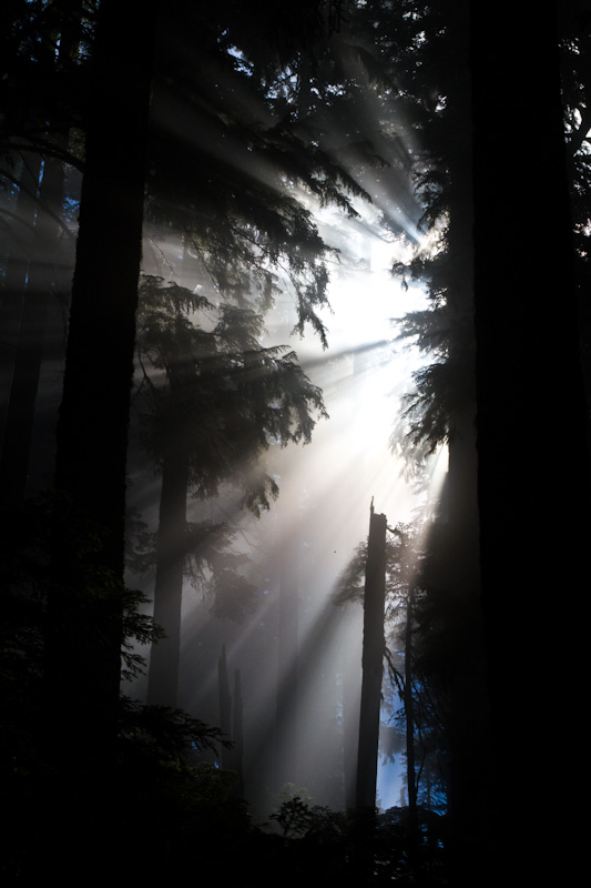 Sunlight Streaming Through Trees