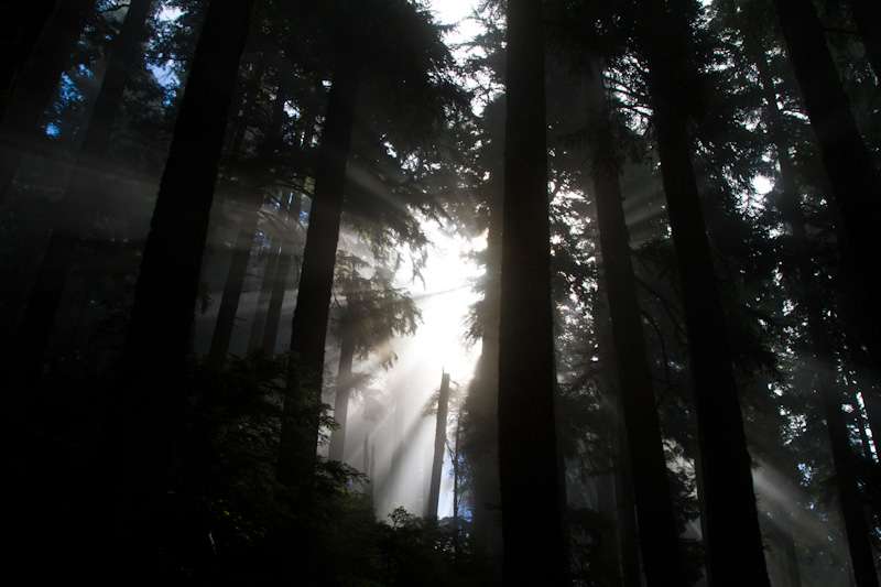 Sunlight Streaming Through Trees