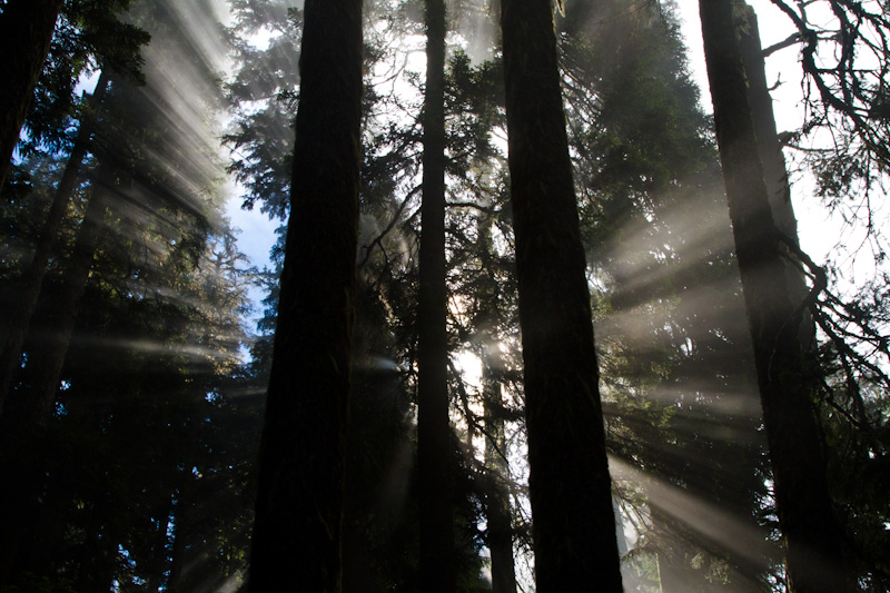 Sunlight Streaming Through Trees
