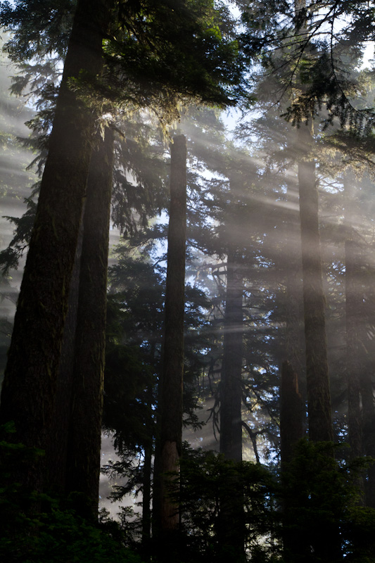 Sunlight Streaming Through Trees