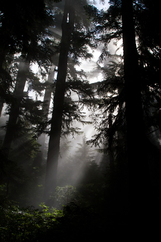 Sunlight Streaming Through Trees