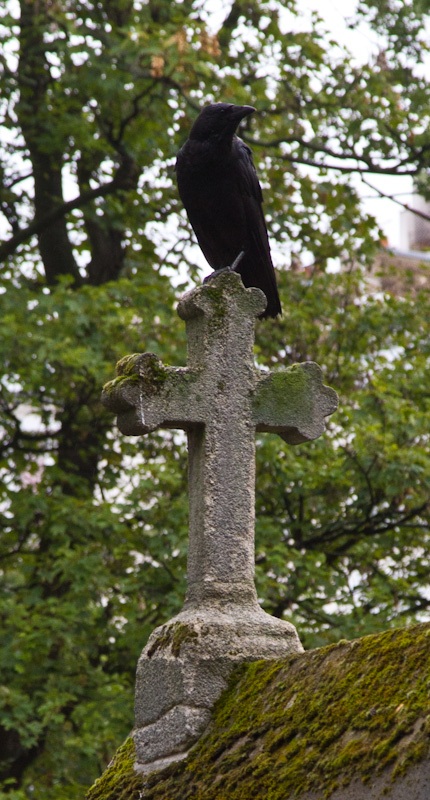 Carion Crow On Tomb