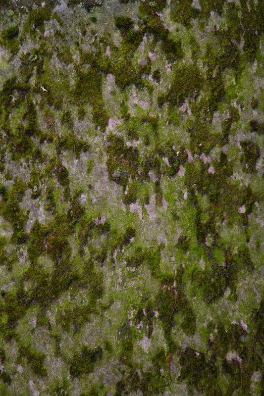 Moss On Tree Trunk