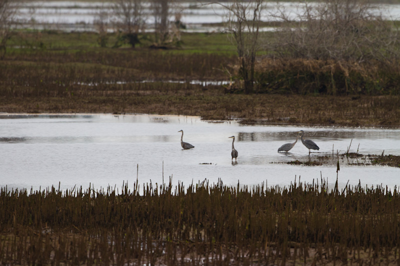 Great Blue Herons In Wetland