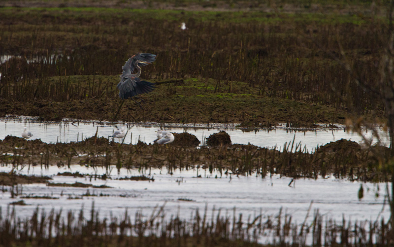 Great Blue Heron Landing