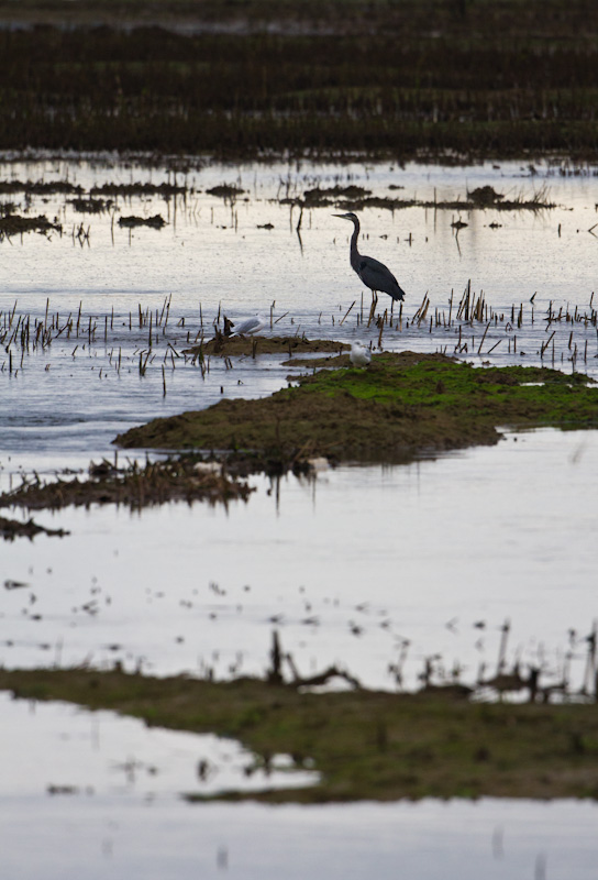 Great Blue Heron In Wetland