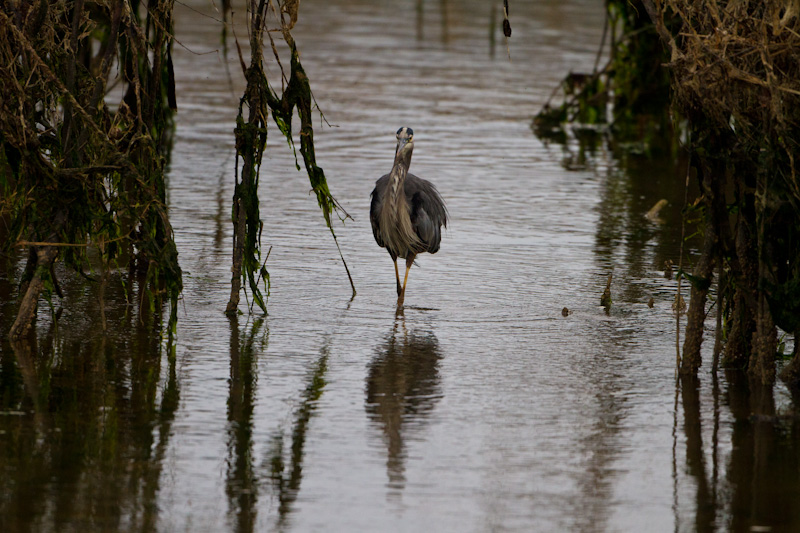 Great Blue Heron