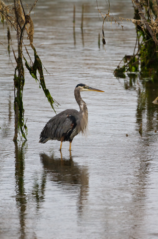 Great Blue Heron