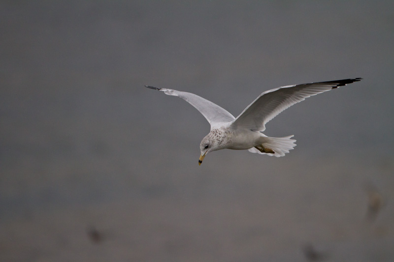 Gull In Flight