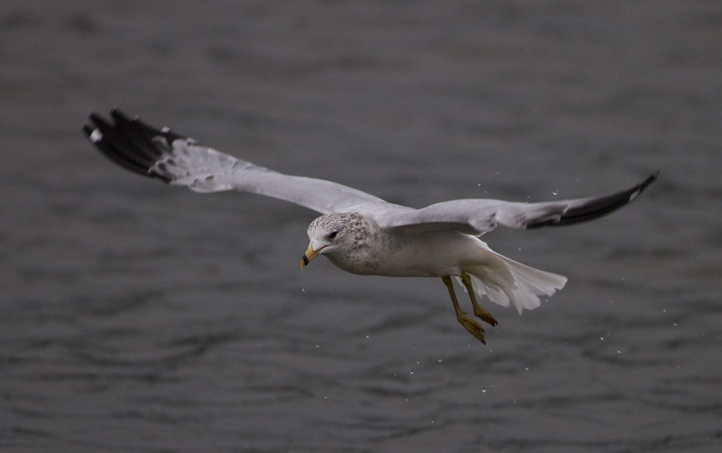 Gull In Flight