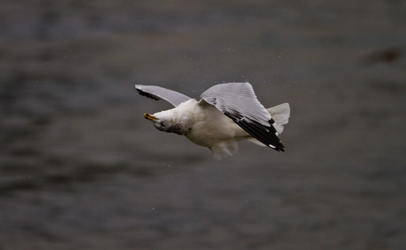 Gull In Flight