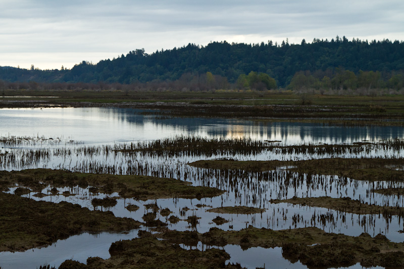 Nisqually River Delta