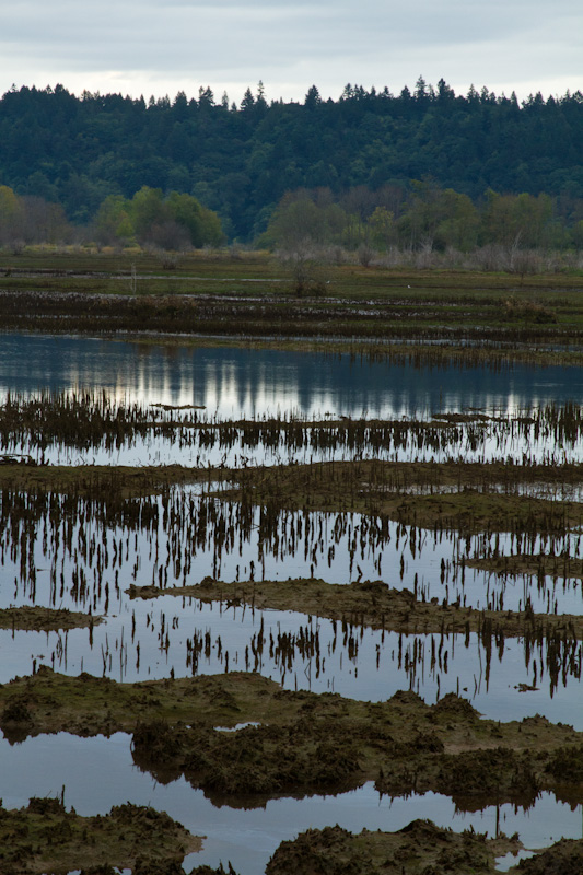 Nisqually River Delta