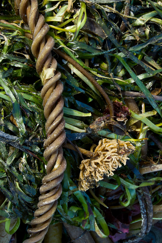 Twisted Kelp Fronds