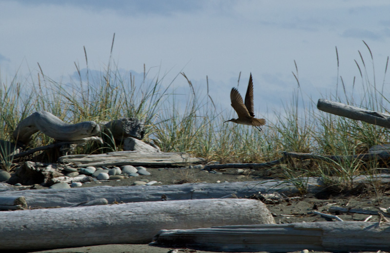 Whimbrel In Flight